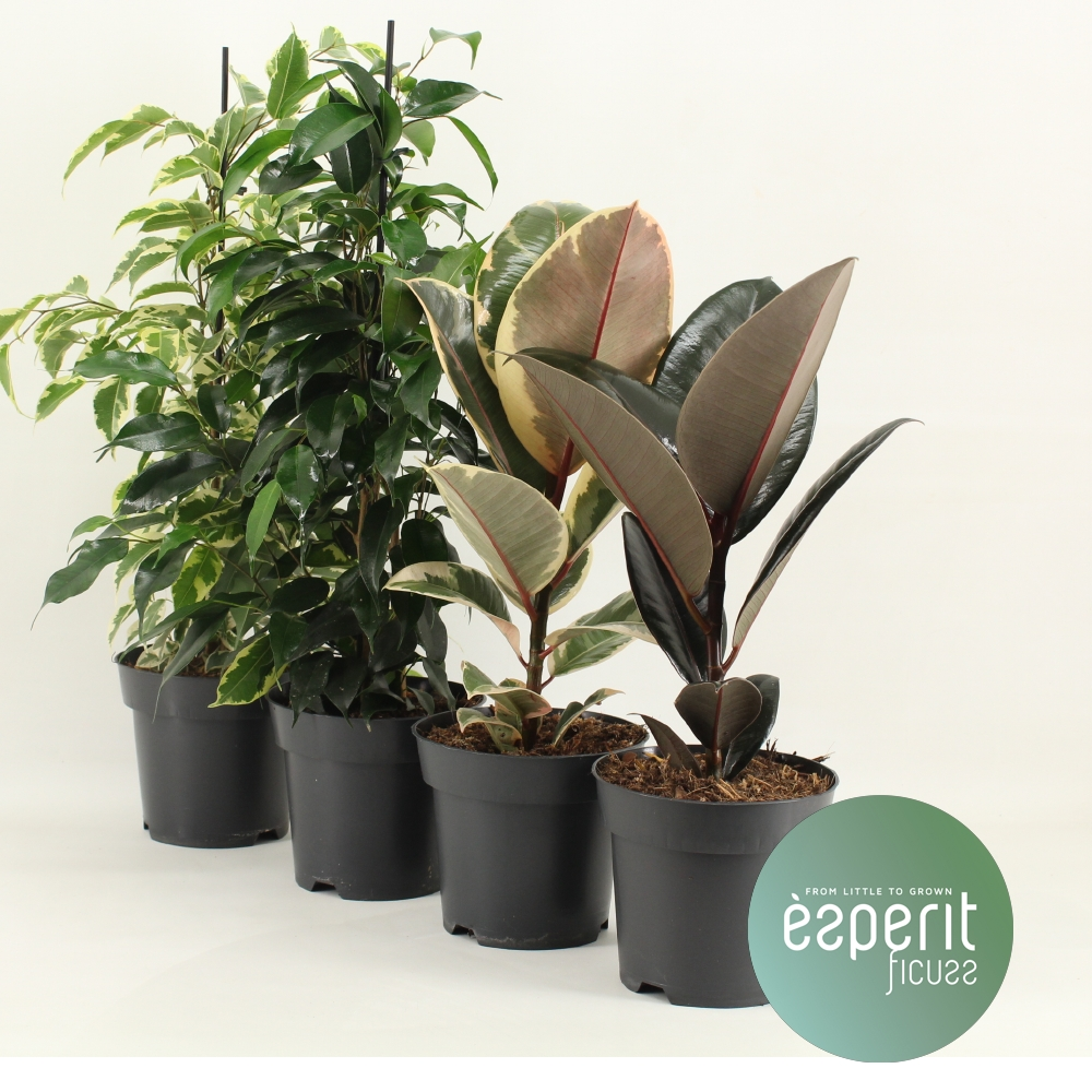 Planta naturala Mix 3-4 srt H40cm Ficus Mix PS14/ in pamant