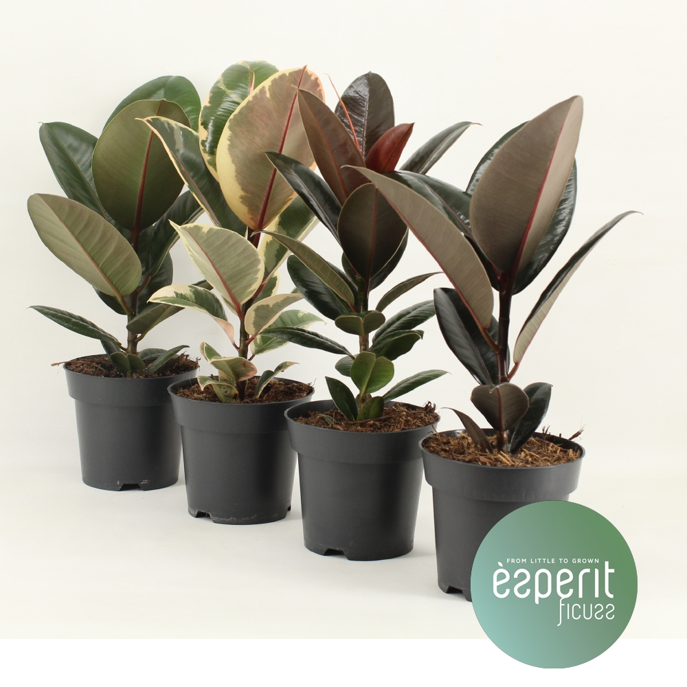 Planta naturala Mix 3-4 srt H45cm Ficus elastica Mix PS14/ in pamant