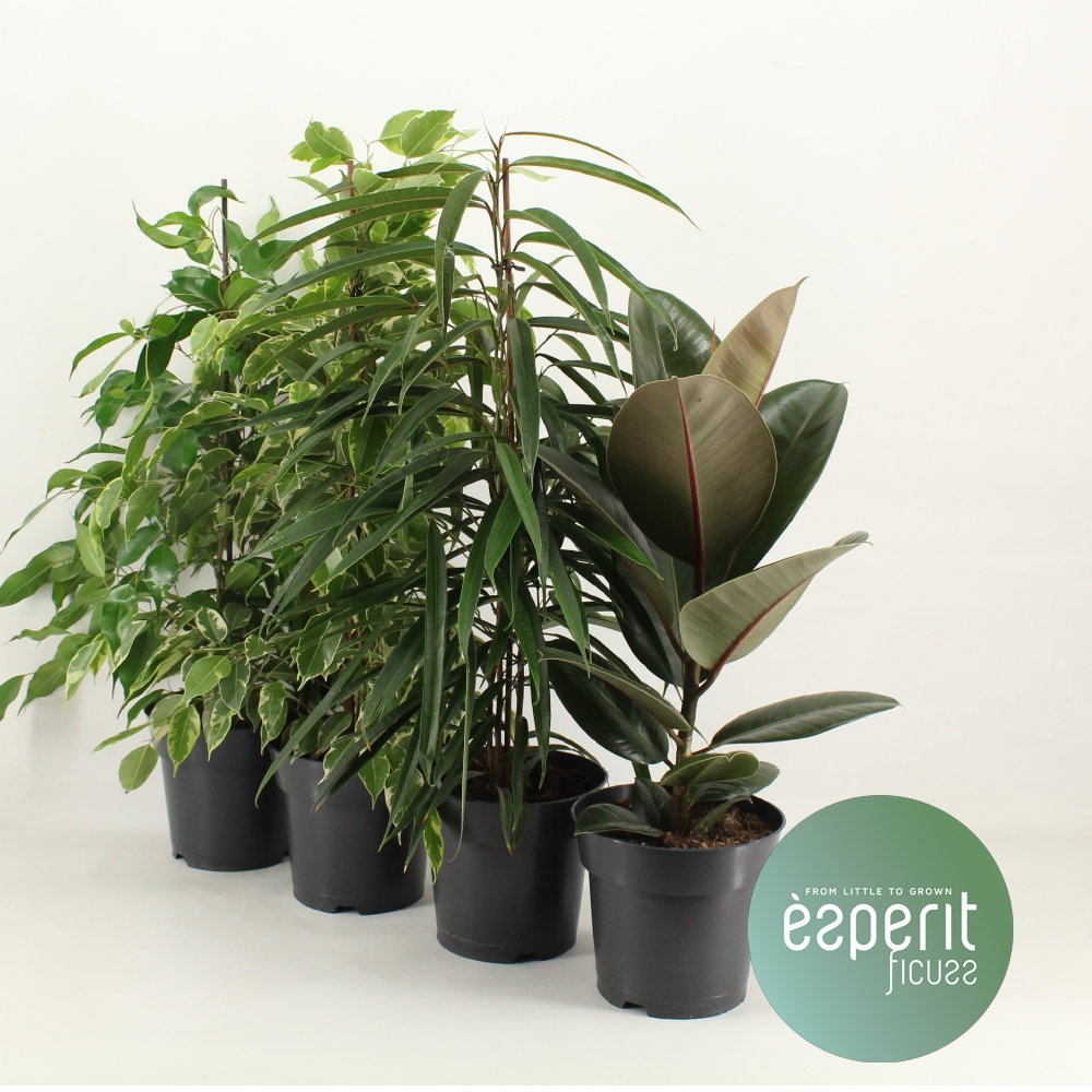 Planta naturala Mix 3-4 srt. H50cm Ficus Mix PS17/ in pamant