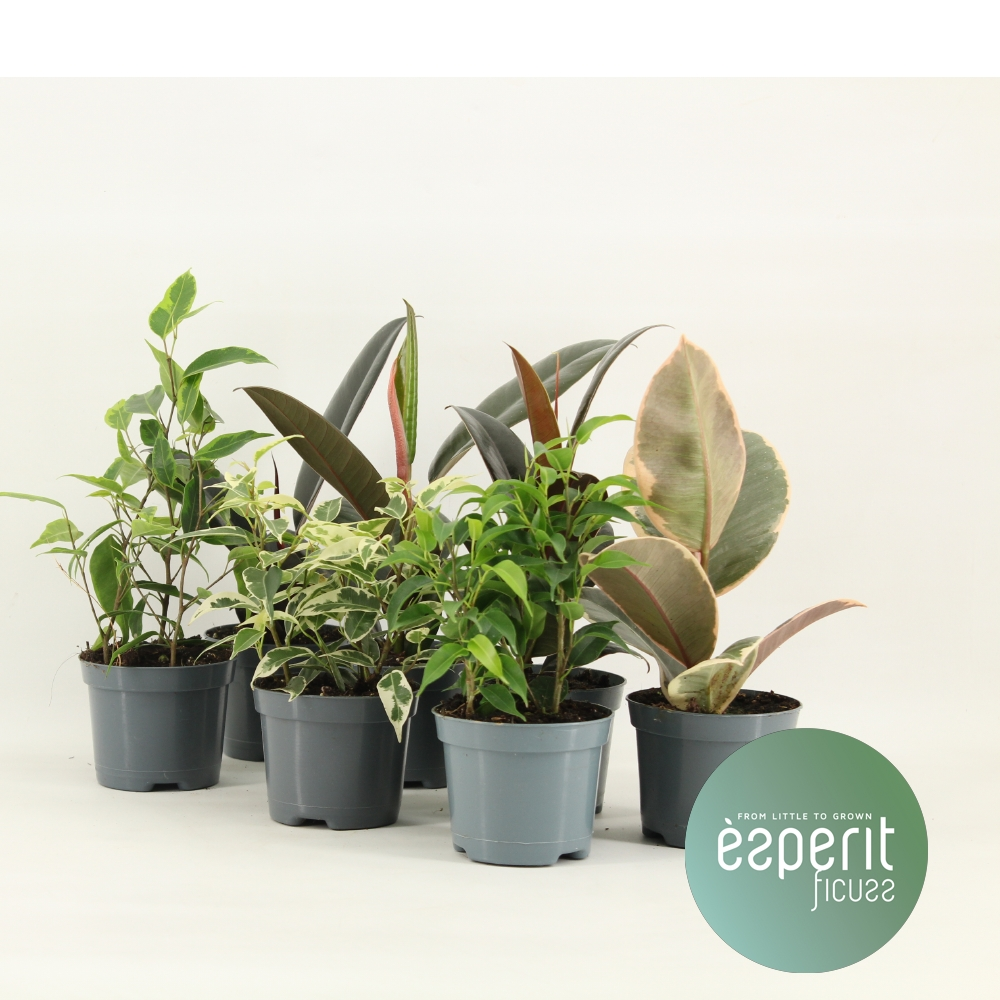 Planta naturala Mix 5-7 srt H15cm Ficus Mix PS8/ in pamant