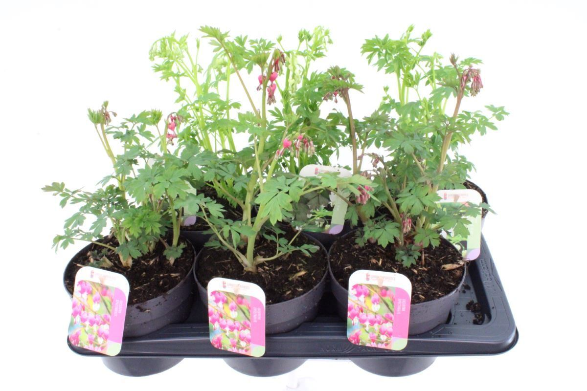 Planta naturala Mixed H20cm Dicentra spectabilis mix PS17/ in pamant