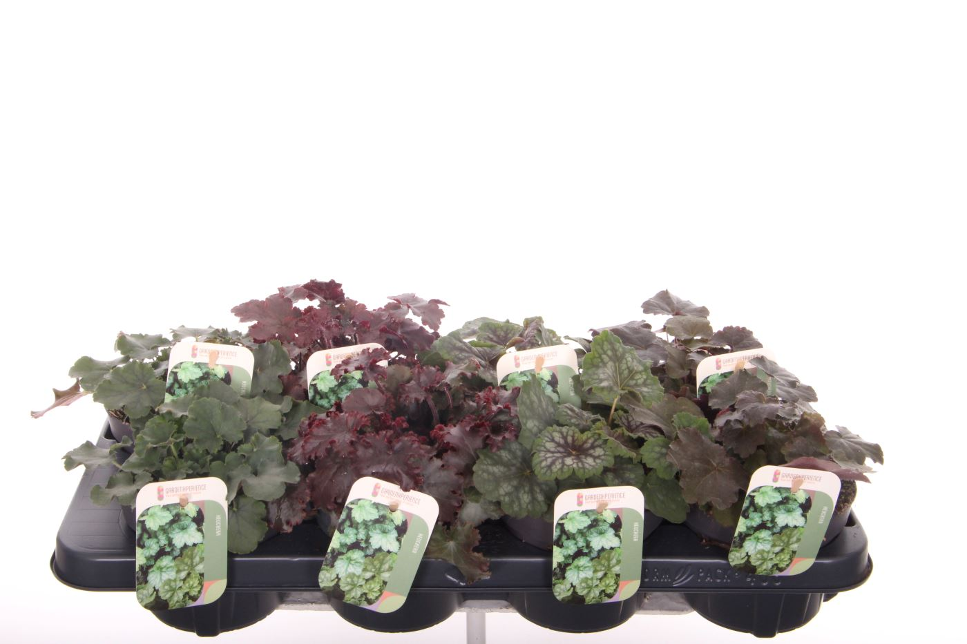Planta naturala Mixed H20cm Heuchera mix PS13/ in pamant