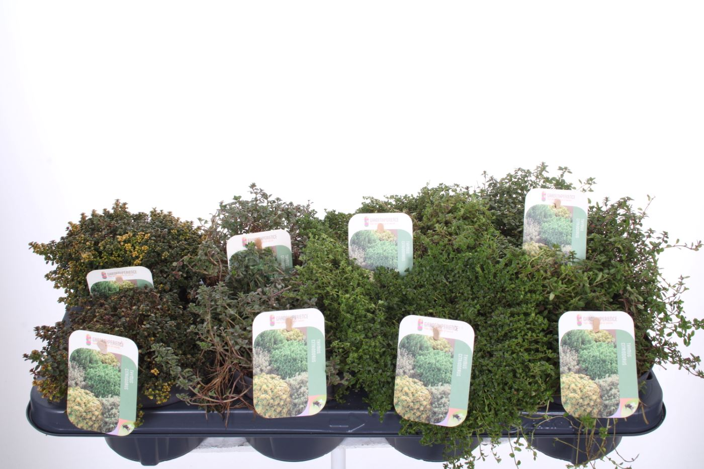 Planta naturala Mixed H20cm Thymus x citriodorus PS13/ in pamant
