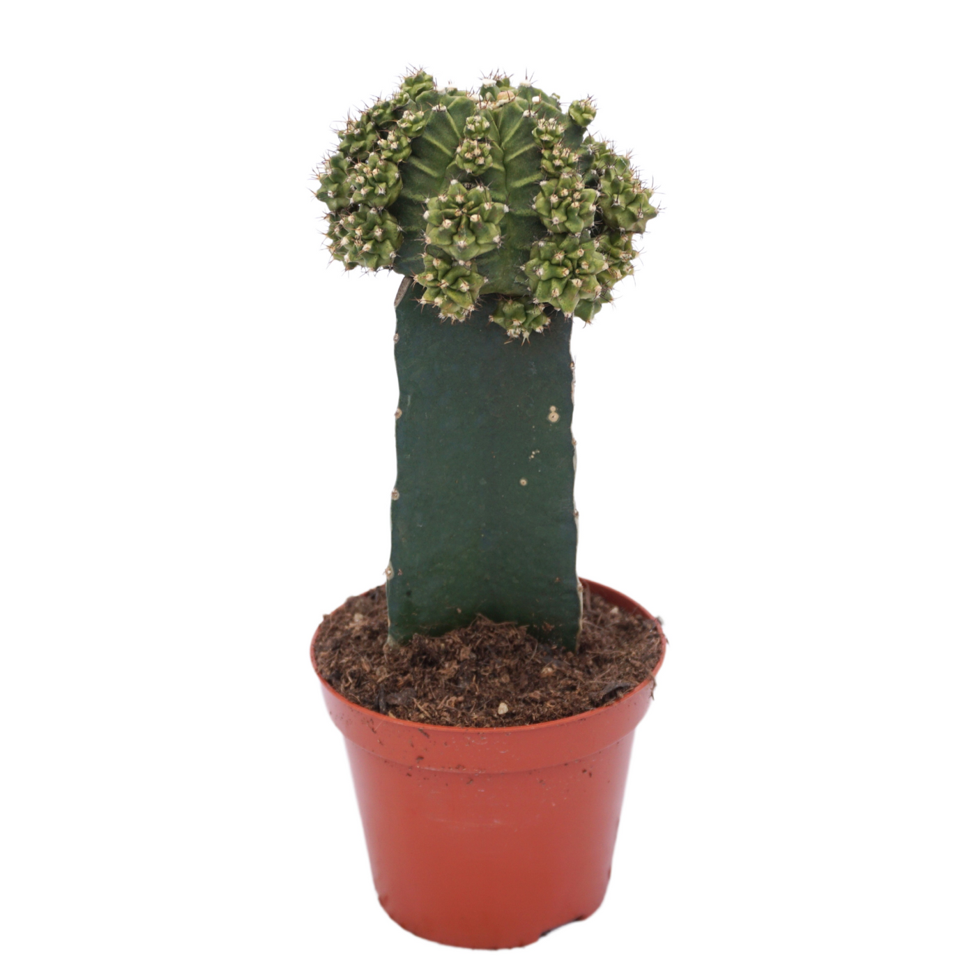 Planta naturala Mixed H22cm Gymnocalycium mihanovichii PS8/ in pamant