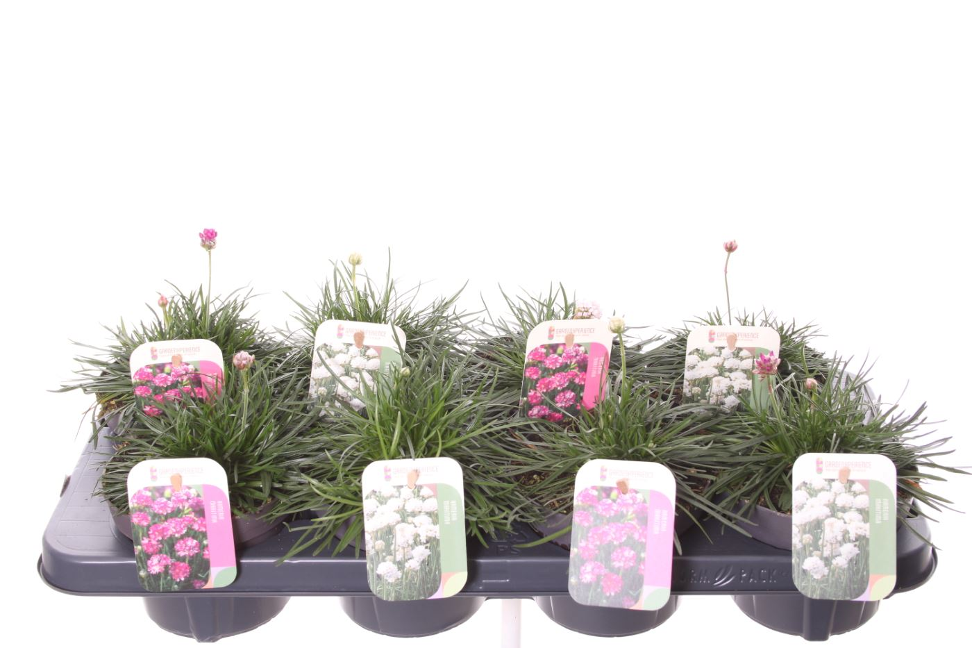 Planta naturala Mixed H25cm Armeria maritima PS13/ in pamant