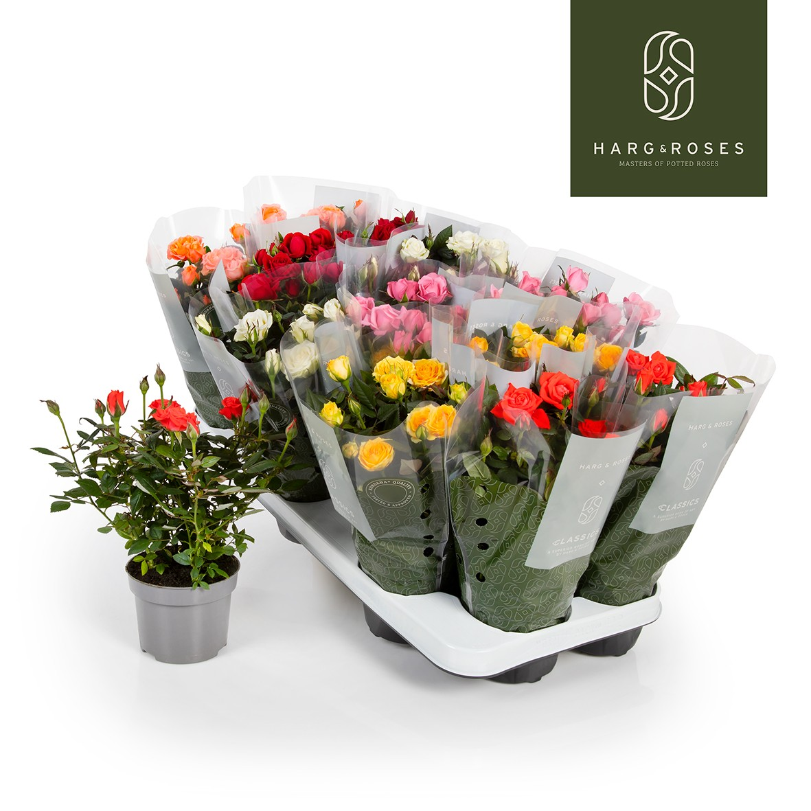 Planta naturala Mixed H26cm Rosa Kordana gemengd PS10/ in pamant