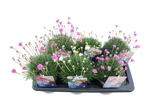 Planta naturala Mixed H30cm Armeria maritima PS17/ in pamant