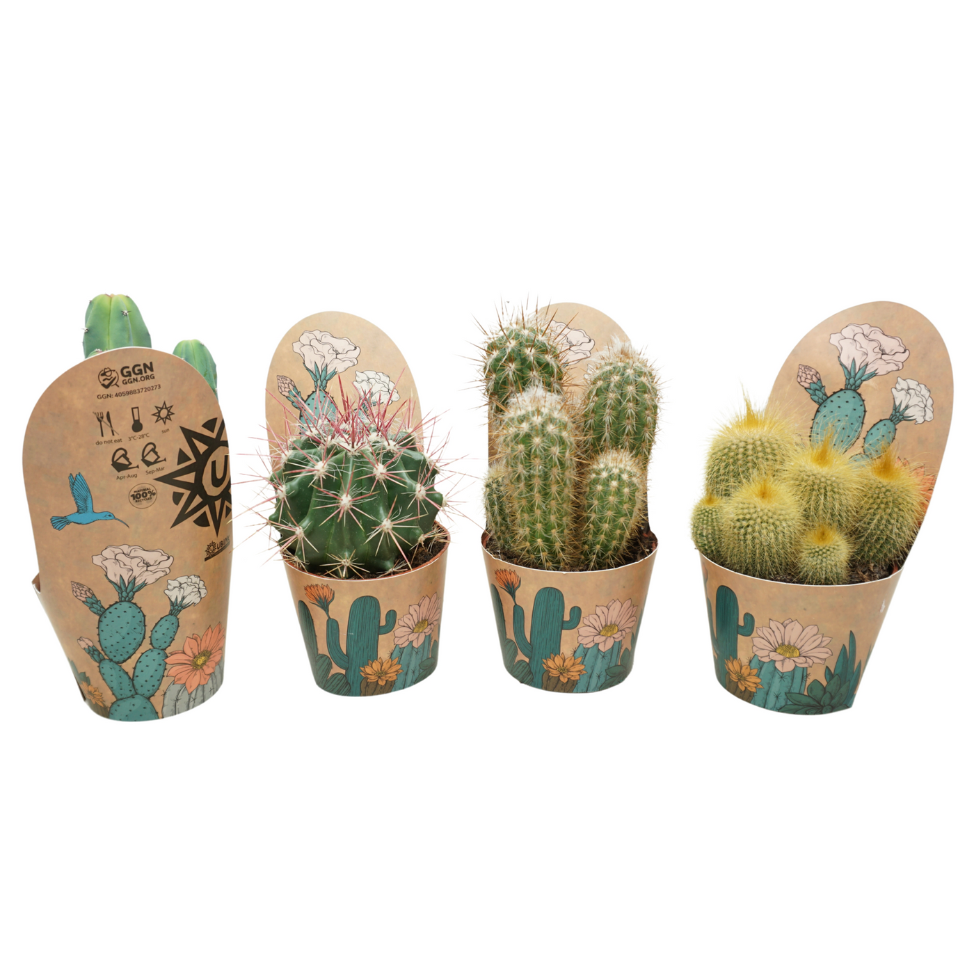 Planta naturala Mixed shapes H15cm Cactus mix PS10/ in pamant