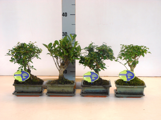 Planta naturala Mixed shapes H25cm Bonsai Broom mix cu farfurie PS13/ in pamant