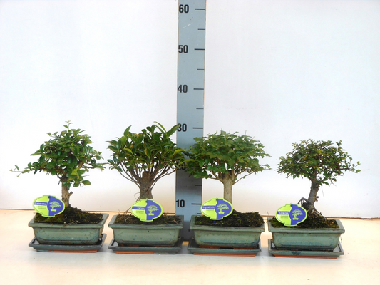 Planta naturala Mixed shapes H30cm Bonsai Broom mix PS20/ in pamant