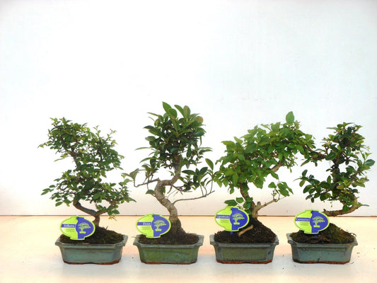 Planta naturala Mixed shapes H30cm Bonsai de interior mix cu farfurie PS15/ in pamant