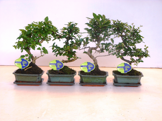 Planta naturala Mixed shapes H30cm Bonsai Shape mix PS15/ in pamant