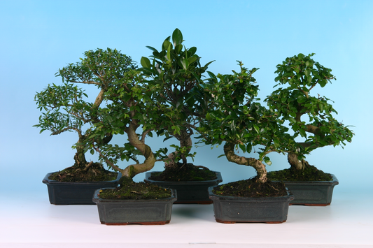 Planta naturala Mixed shapes H35cm Bonsai Shape mix PS20/ in pamant