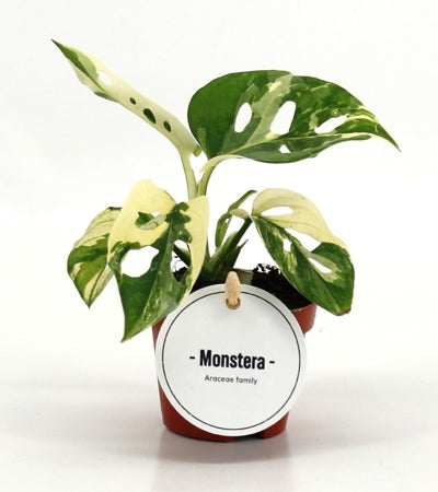 Planta naturala Monstera adansonii H15 cm PS6 cm in pamant