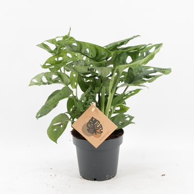 Planta naturala Monstera adansonii Monkey Leaf H25 cm PS12 cm in pamant