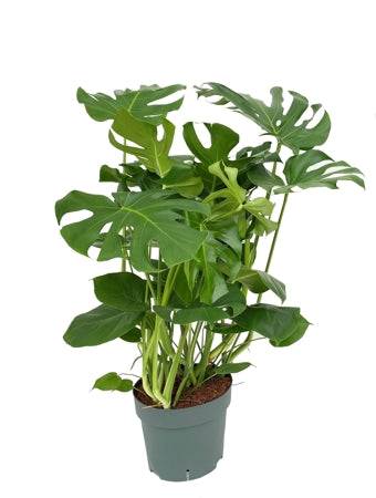 Planta naturala Monstera deliciosa H100 cm PS30 cm in pamant