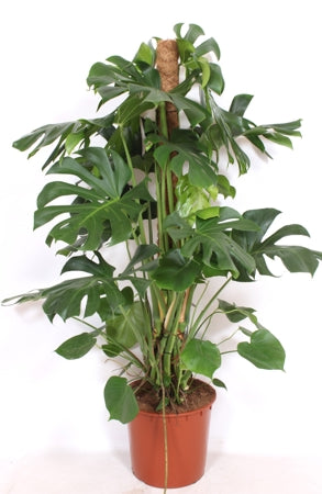 Planta naturala Monstera deliciosa H150 cm PS34 cm in pamant