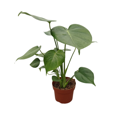 Planta naturala Monstera deliciosa H40 cm PS12 cm in pamant