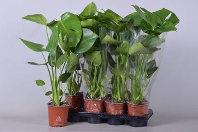 Planta naturala Monstera deliciosa H55 cm PS14 cm in pamant