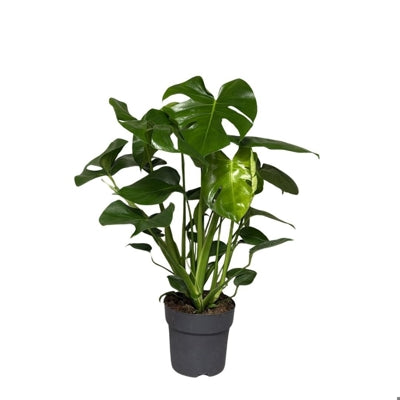 Planta naturala Monstera deliciosa H70 cm PS19 cm in pamant