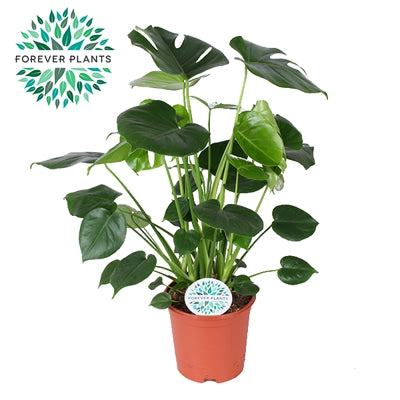 Planta naturala Monstera deliciosa H80 cm PS21 cm in pamant