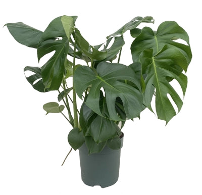 Planta naturala Monstera deliciosa H80 cm PS24 cm in pamant