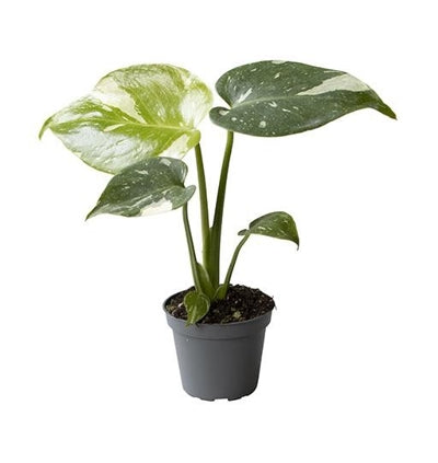 Planta naturala Monstera deliciosa 'Thai Constellation' H14 cm PS6 cm in pamant