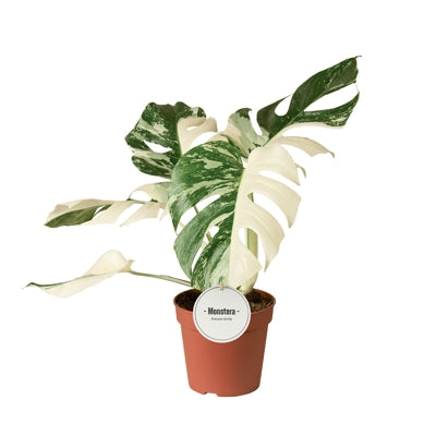 Planta naturala Monstera deliciosa 'Variegata' H50 cm PS15 cm in pamant