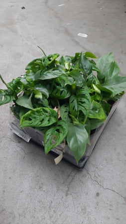 Planta naturala Monstera H18 cm PS6 cm in pamant