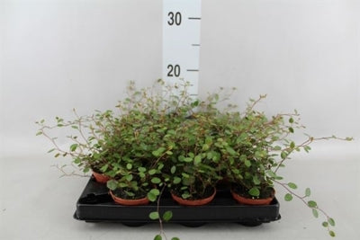 Planta naturala Muehlenbeckia complexa Mao'ri H12 cm PS6 cm in pamant
