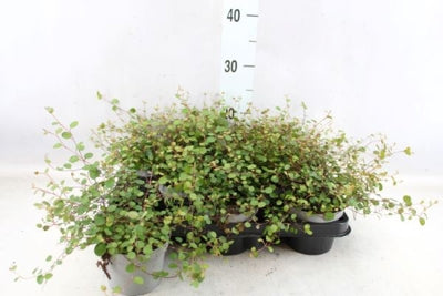 Planta naturala Muehlenbeckia complexa Mao'ri H25 cm PS11 cm in pamant
