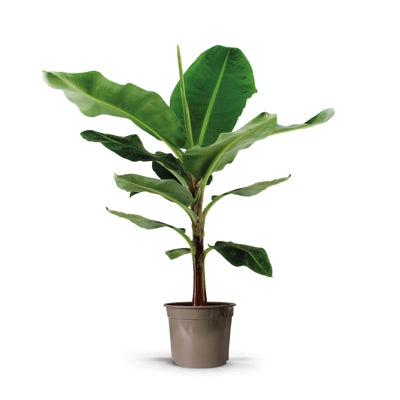 Planta naturala Musa 'Dwarf Cavendish' H130 cm PS27 cm in pamant
