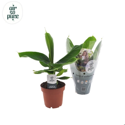 Planta naturala Musa 'Tropicana' H35 cm PS12 cm in pamant