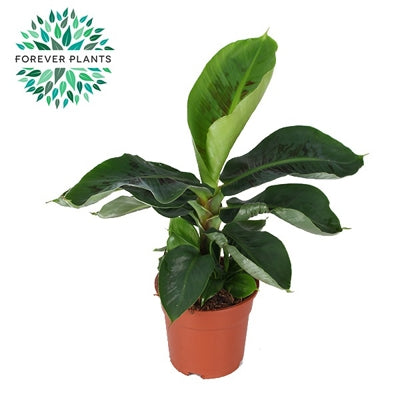 Planta naturala Musa 'Tropicana' H50 cm PS17 cm in pamant