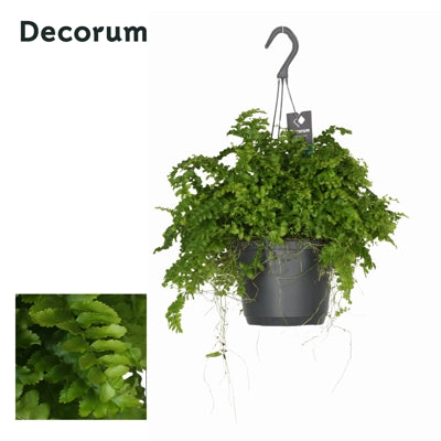 Planta naturala Nephrolepis ex. 'Pom Pom' H15 cm PS17 cm in pamant
