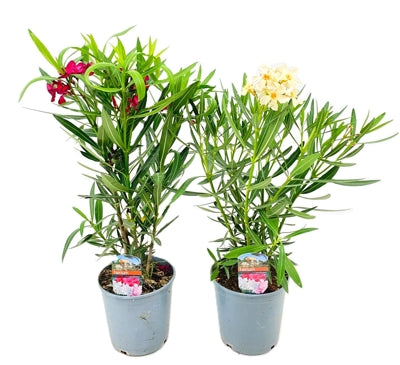 Planta naturala Nerium oleander H60 cm PS17 cm in pamant