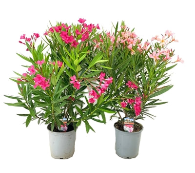 Planta naturala Nerium oleander H80 cm PS21 cm in pamant