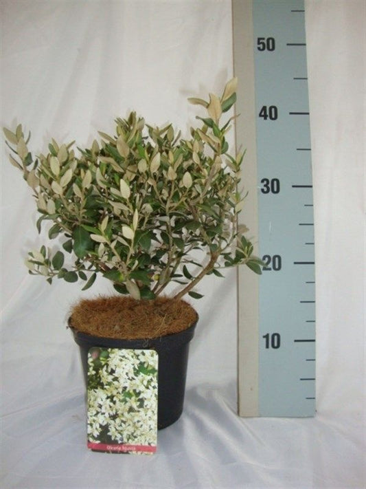 Planta naturala Olearia x haastii H40 cm PS17 cm in pamant