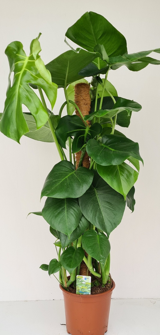 Planta naturala On moss-pole H80cm Monstera deliciosa PS19/ in pamant