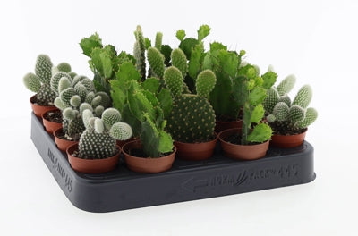 Planta naturala Opuntia H11 cm PS5.5 cm in pamant