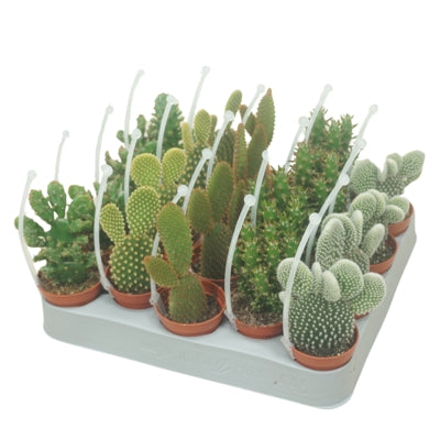 Planta naturala Opuntia H14 cm PS5.5 cm in pamant