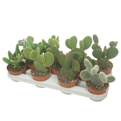 Planta naturala Opuntia H15 cm PS10.5 cm in pamant