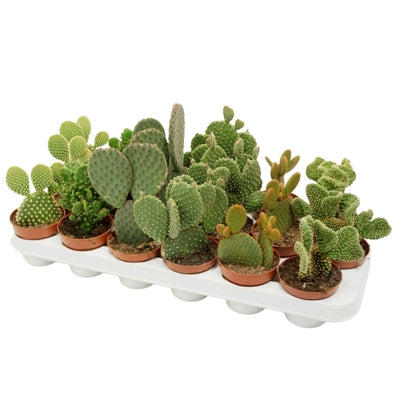 Planta naturala Opuntia H18 cm PS8.5 cm in pamant