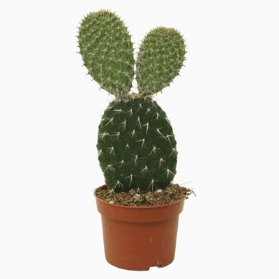 Planta naturala Opuntia H30 cm PS10.5 cm in pamant