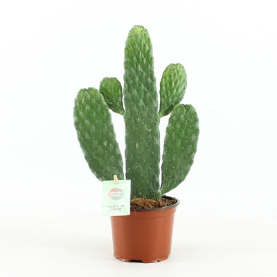 Planta naturala Opuntia H35 cm PS12 cm in pamant