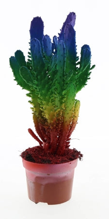 Planta naturala Opuntia H40 cm PS12 cm in pamant
