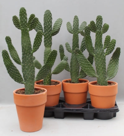 Planta naturala Opuntia H65 cm PS18 cm in pamant
