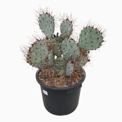 Planta naturala Opuntia H70 cm PS35 cm in pamant