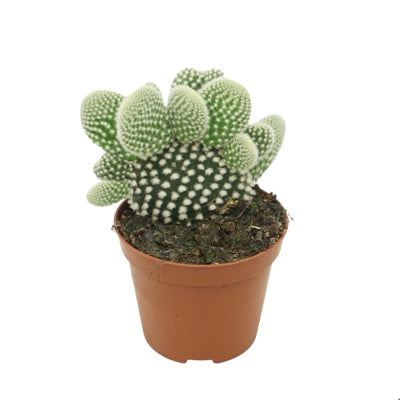 Planta naturala Opuntia micr. 'Albispina' H12 cm PS8.5 cm in pamant