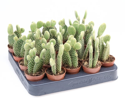 Planta naturala Opuntia microdasys H11 cm PS5.5 cm in pamant